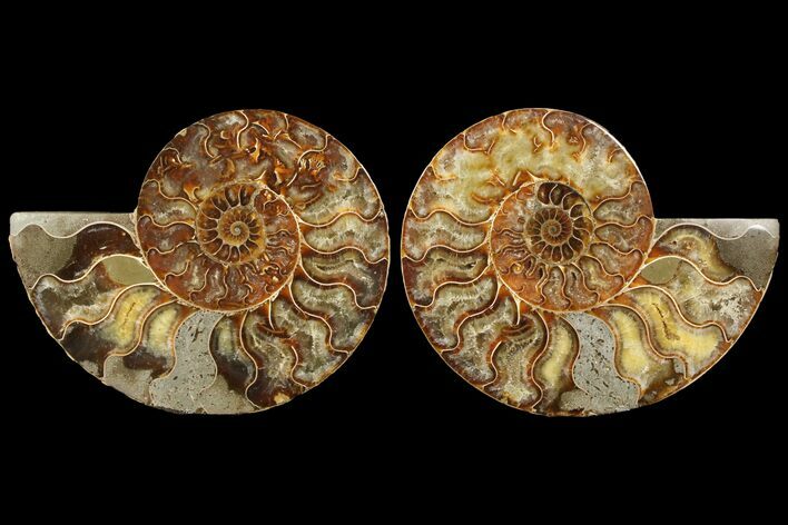 Cut & Polished Ammonite Fossil - Agatized #94199